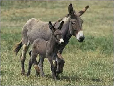 Âne : ce mot se traduit par...