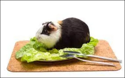 Dans quel pays mange-t-on volontiers de la viande de cochon d'Inde ?