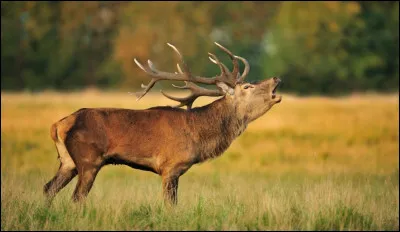 Comment s'appelle le long cri du cerf au moment du rut ?