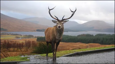 Quel est l'autre nom des bois présents sur la tête des cerfs ?