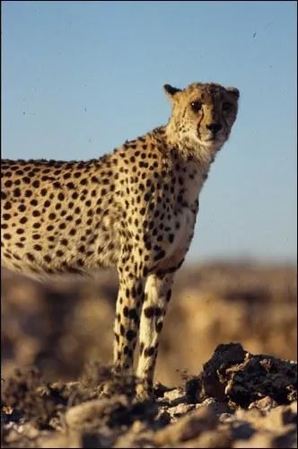 Dans le dsert du Kalahari, ils peuvent survivre 10 jours...