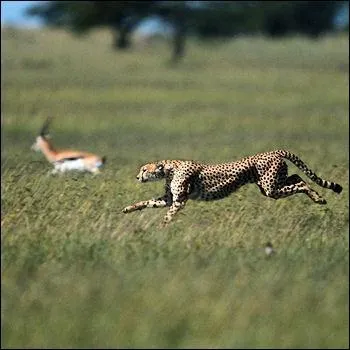 Lorsque le gupard course un animal, il abandonne la poursuite au bout de...