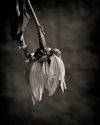 De qui dépend le juge de l'application des peines ?