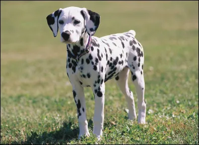 Quel est cet animal en D, un chien musclé, actif, câlin, intelligent et calme avec une robe blanche et des tâches rondes ?