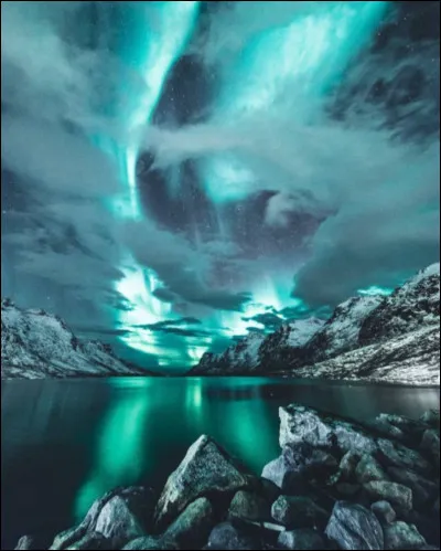 Quel animal voudrais-tu sur ta photo de profil ?