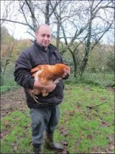 Comment se nomme un coq castré ?