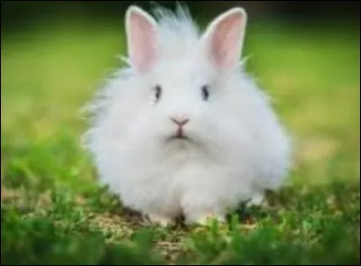 Quelle est la taille maximale des oreilles des lapins nains ?