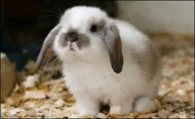 Combien pèsent-ils ?