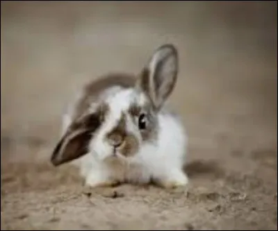 Quelle est la taille adulte du lapin nain ?