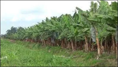 Le pays est le 1er exportateur mondial de bananes, un important producteur et exportateur de cacao ; c'est aussi un pays pétrolier avec trois raffineries :