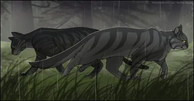 L'évaluation débute donc. Tu te mets en chasse, puis aperçois bientôt un écureuil, que tu attrapes sans mal, puis un moineau, dont tu te charges tout aussi facilement. Soudain, tu aperçois Nuage de Souffle : on dirait qu'elle n'a pas eu autant de chance, car sa mine dépitée prouve qu'elle n'a encore rien attrapé. Que ressens-tu ?