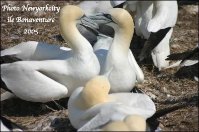 Quel est cet oiseau de mer en F, un excellent plongeur qui se nourrit de poissons, indigent de l'Atlantique nord ?
