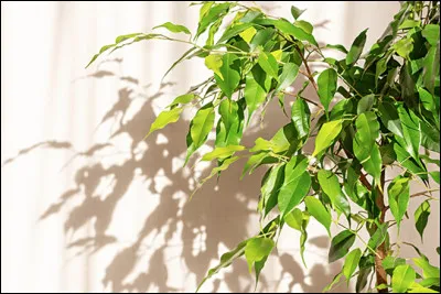 Quel est ce végétal en F, une plante d'intérieure à feuillage persistant simple ou lobé ?