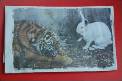 Le Nouvel An chinois marque le début du calendrier, c'est ainsi que passe le Tigre et arrive le Lapin pour cette nouvelle année.
Quand se terminera-t-elle ?