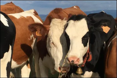 Les filles ont-elles toujours les joues rouges ?