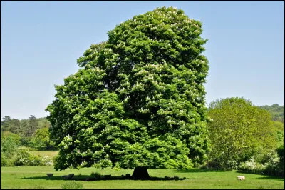 Cet arbre est-il sain ?