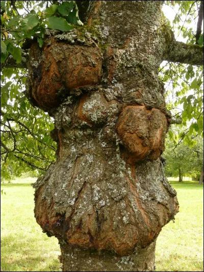 Est-ce que cet arbre est malade ?