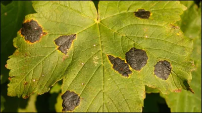 Est-ce que cet arbre est malade ?