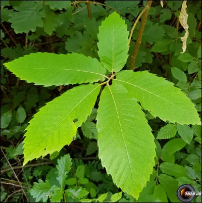 Est-ce que cet arbre est malade ?