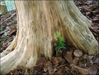 Quel animal a pu faire ça ?
