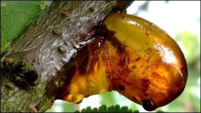 Qu'est-ce qui sort de cet arbre ?