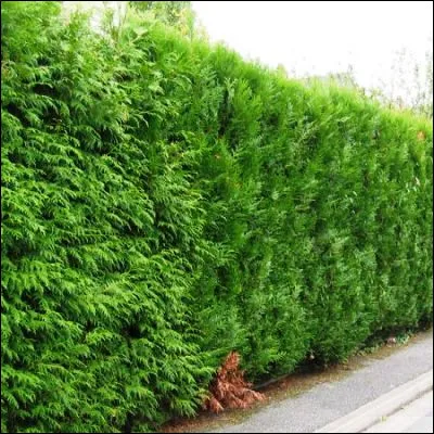 Quel conif&egrave;re, utilis&eacute; comme arbre d�ornement, porte un nom venant d�un mot grec signifiant bois parfum&eacute; ?