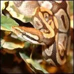 Serpent qui ne mort pas mais qui touffe.