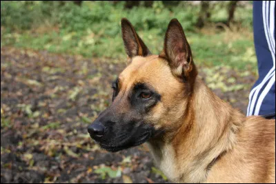 Le malinois est un chien, consid&eacute;r&eacute; de taille moyenne.Quel est donc son poids ?