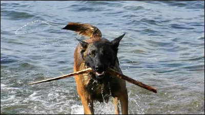 Quel est l'un des autres noms du malinois ?