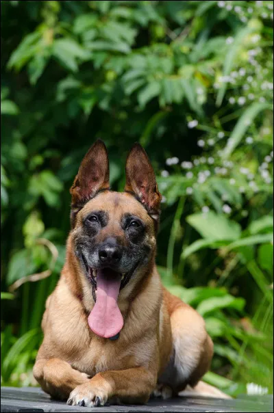 Si vous souhaitez avoir un malinois, vous ne devriez pas avoir d'enfants (ou vous ne devez pas en &ecirc;tre un) !