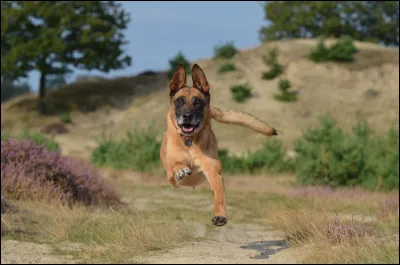 Le malinois aboie-t-il beaucoup ?