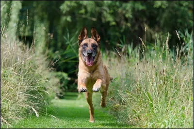 Quelles sont les caract&eacute;ristique principales du malinois ?
