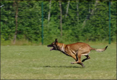 Le malinois est sur le podium des chiens les plus aim&eacute;s des Fran&ccedil;ais en 2022 &agrave; quelle place se situe-t-il ?