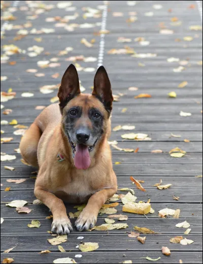 Quel chien n'est pas un malinois ?