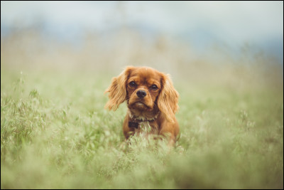 Première question : quel est l'autre nom du cavalier king charles ?