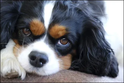 Le cavalier king charles est un chien, considéré de petite taille.
Quel est donc son poids ?