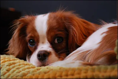 Le cavalier king charles bave-t-il ?