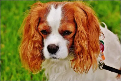 De combien est lespérance de vie d'un cavalier king charles ?