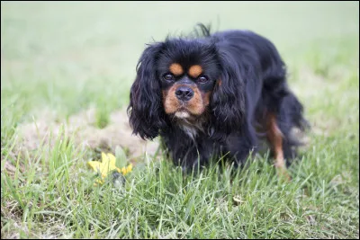 Quel chien n'est pas un cavalier king charles ?