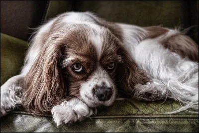 Quelles sont les caractéristiques principales du cavalier king charles ?