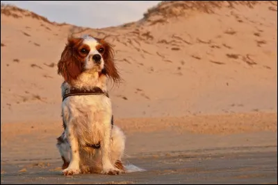 Le cavalier king charles est une race hypoallergénique :