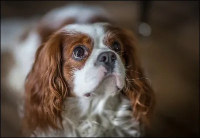 Le cavalier king charles est sur le podium des chiens les plus aimés des Français, à quelle place se situe-t-il ?