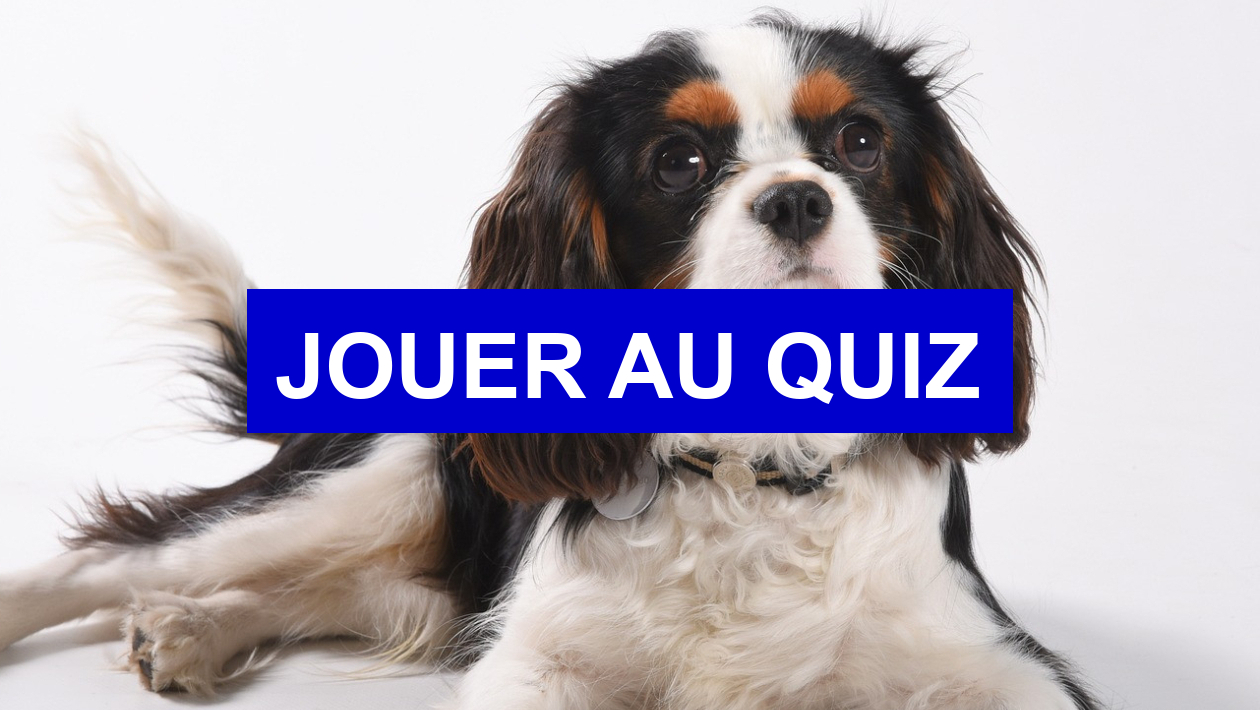 Quiz Chiens