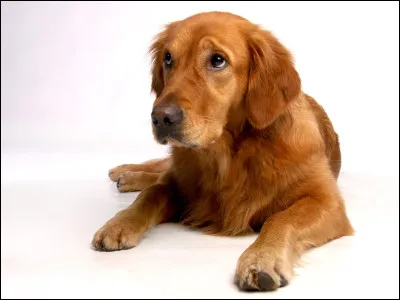 De combien est l’esp&eacute;rance de vie d'un golden retriever ?