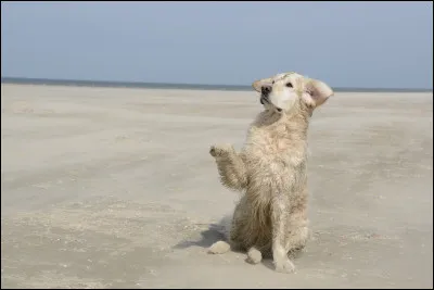Le golden retriever est une race hypoallerg&eacute;nique.