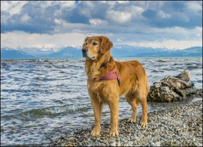 &Agrave; quoi ressemble un chiot golden retriever ?