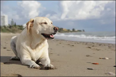 Le labrador est un chien, considéré de grande taille.
Quel est donc son poids ?