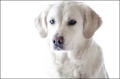 De combien est lespérance de vie d'un labrador ?