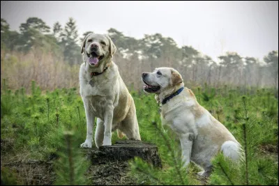 Le labrador aboie beaucoup :