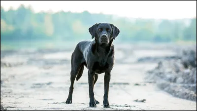 Le labrador est une race hypoallergénique :